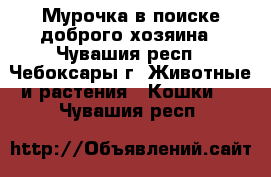 Мурочка в поиске доброго хозяина - Чувашия респ., Чебоксары г. Животные и растения » Кошки   . Чувашия респ.